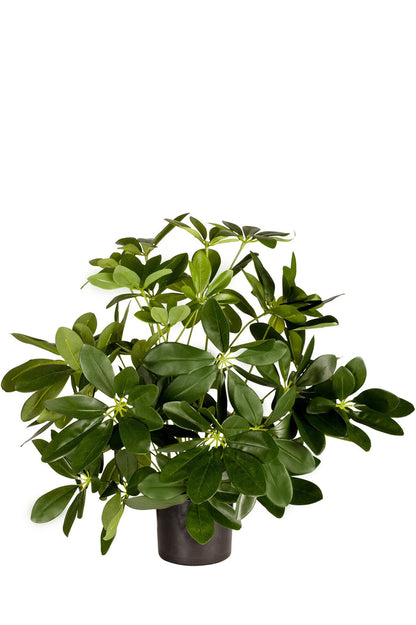 Mooie nepplant van baby schefflera