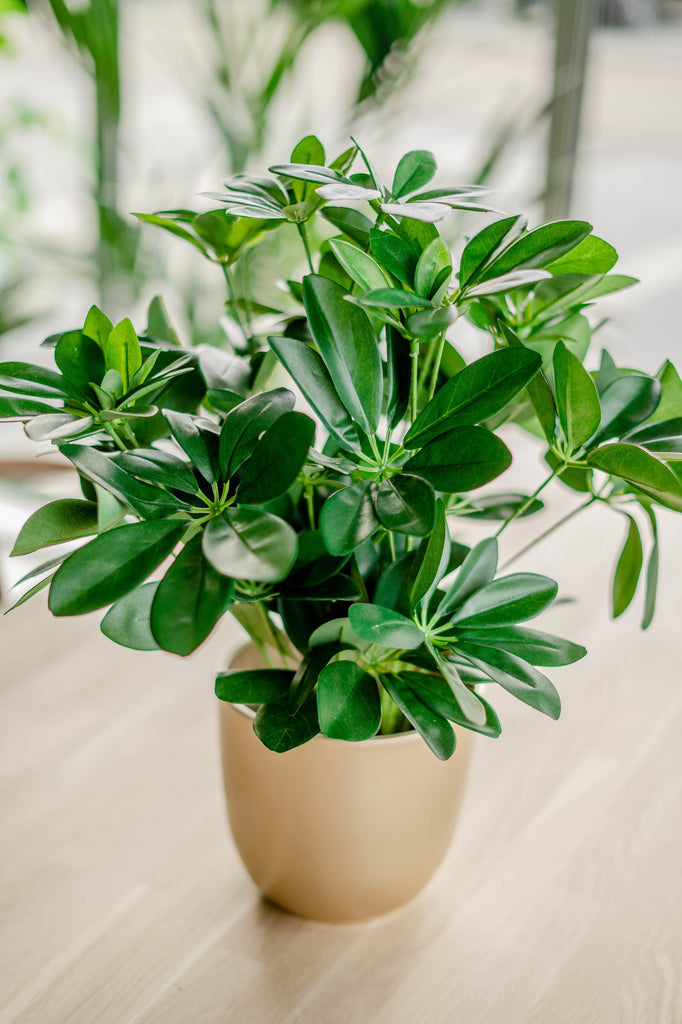 Kunstzinnige decoratie met nep schefflera plant