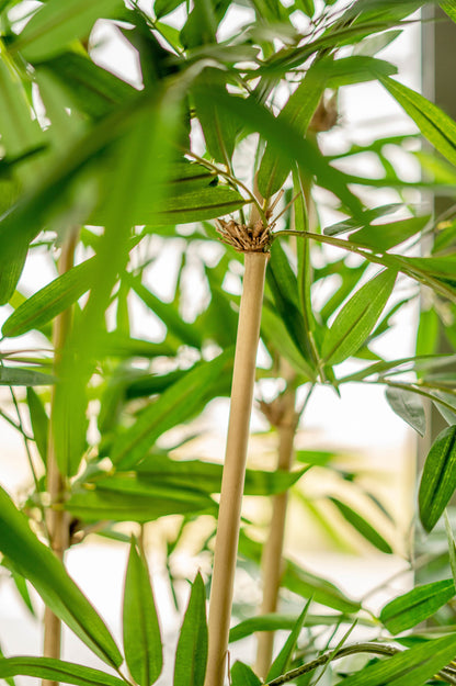 Neppe bamboeplant als sfeervolle toevoeging aan interieur