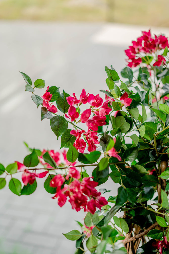 Decoratieve neppe bougainvillea in fuchsia