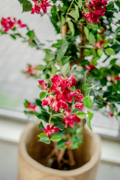 Fuchsia nepplant met realistische uitstraling