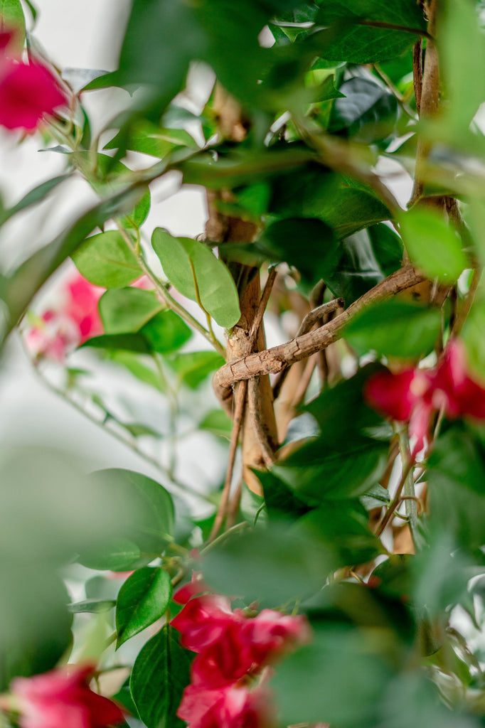 Sfeervolle kunstbougainvillea met fuchsia bloemen