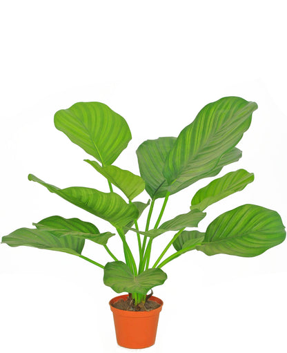 Mooie kunstmatige Calathea plant van 46 cm