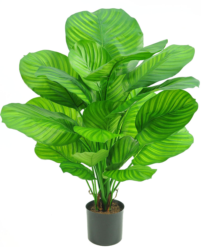 Prachtige nepplant Calathea van 72 cm