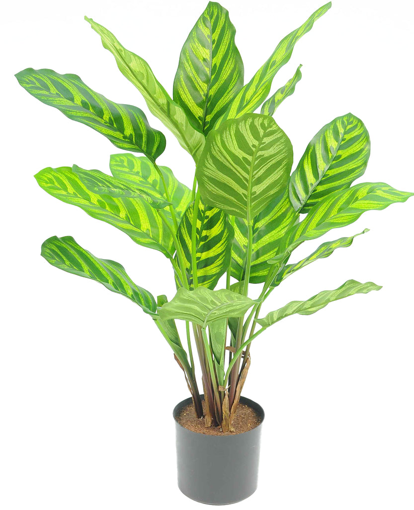 Nepplant met groene Calathea bladeren