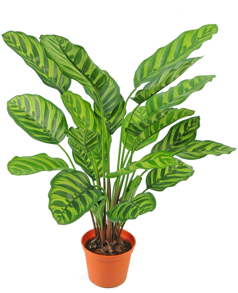 Mooie kunstplant met Calathea Makoyana