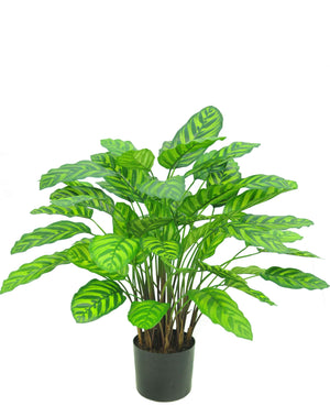 Mooie nepplant met Calathea Makoyana