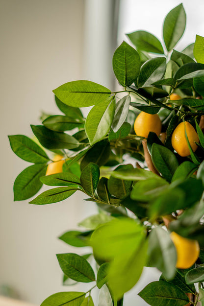 Plastic citroenboom voor huisinrichting