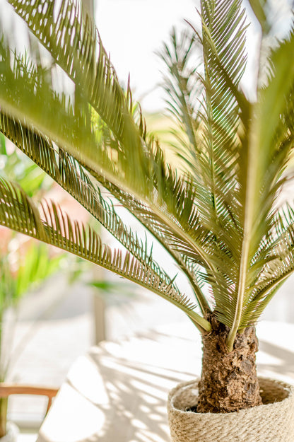 Prachtige namaak Cycus palm voor interieurdecoratie