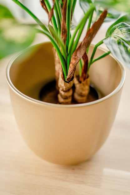 Prachtige imitatie Dieffenbachia voor interieurinrichting