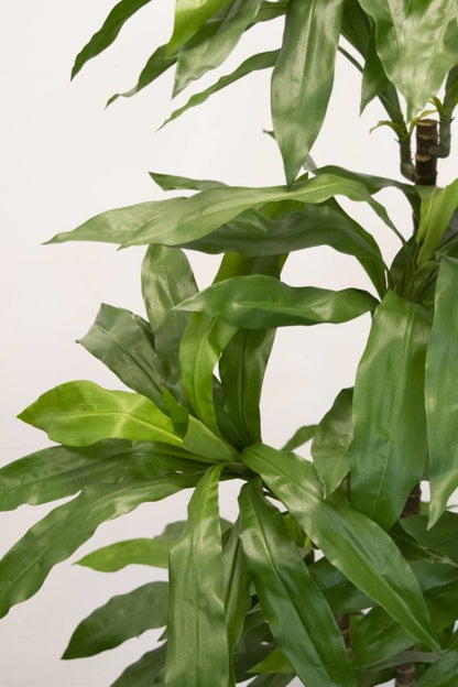 Neppe Dracaena plant voor decoratie