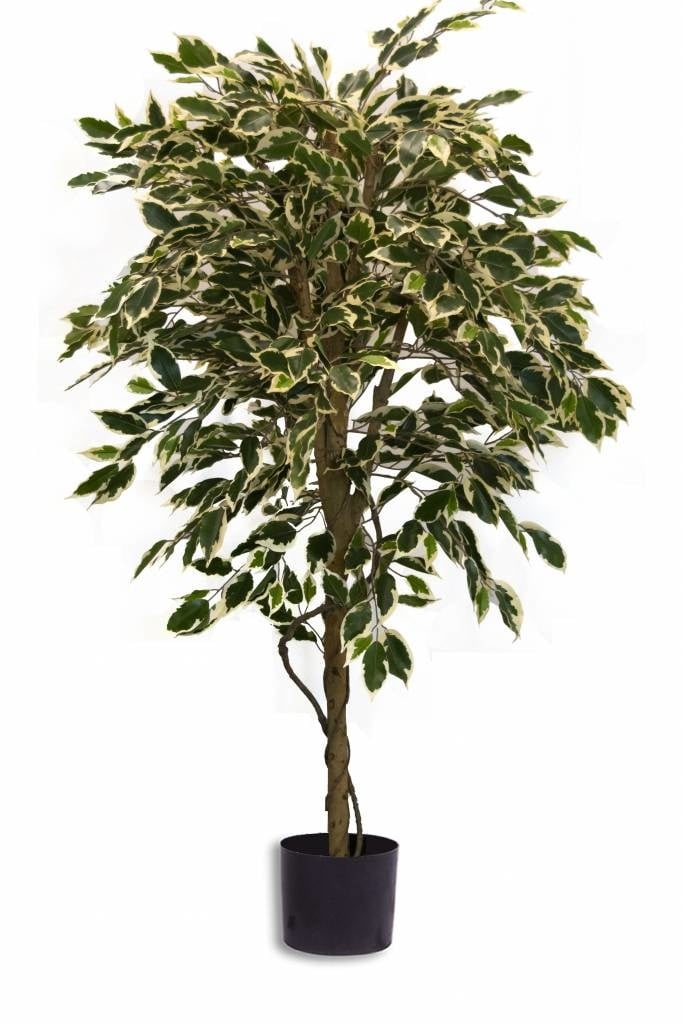 Kunstige plant met bonte ficus bladeren