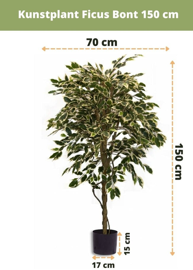 Neppe ficus boom voor sfeervolle inrichting