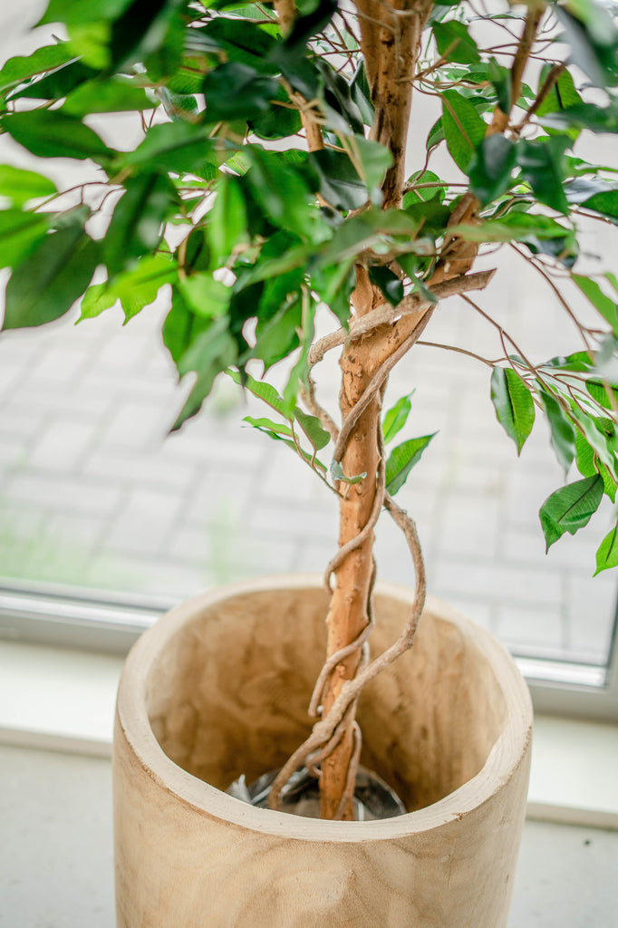 Levensecht ogende decoratie Ficus boom