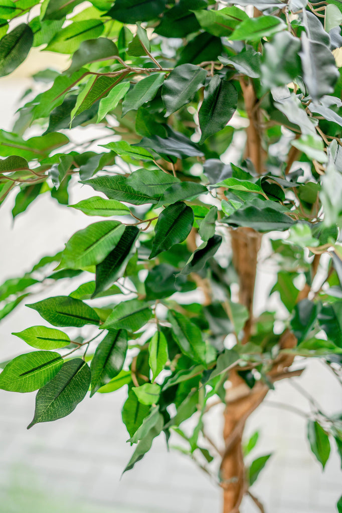 Kunstmatige Ficus plant met natuurlijke uitstraling