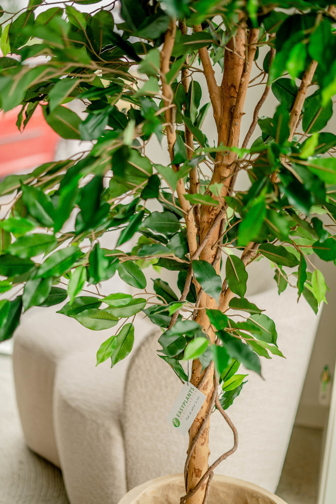 Kunstige Ficus plant voor een natuurlijke sfeer