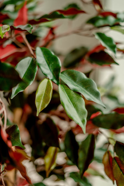 Mooie kunst Ficus met groen-rode bladeren