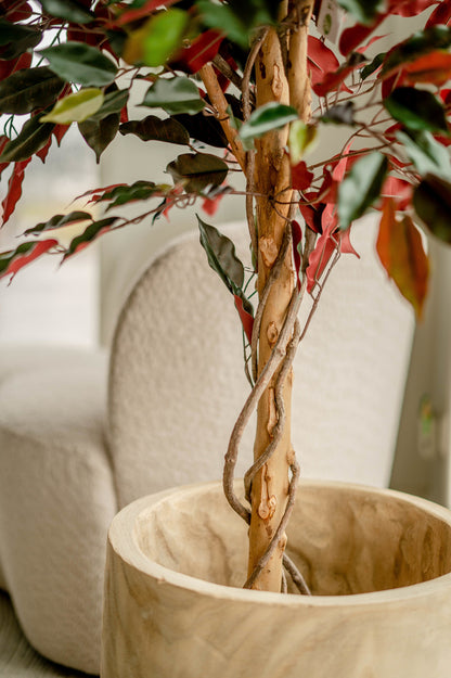 Nepplant Ficus in groen en rood