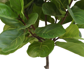 Ficus tabaksplant van 180 cm hoogte