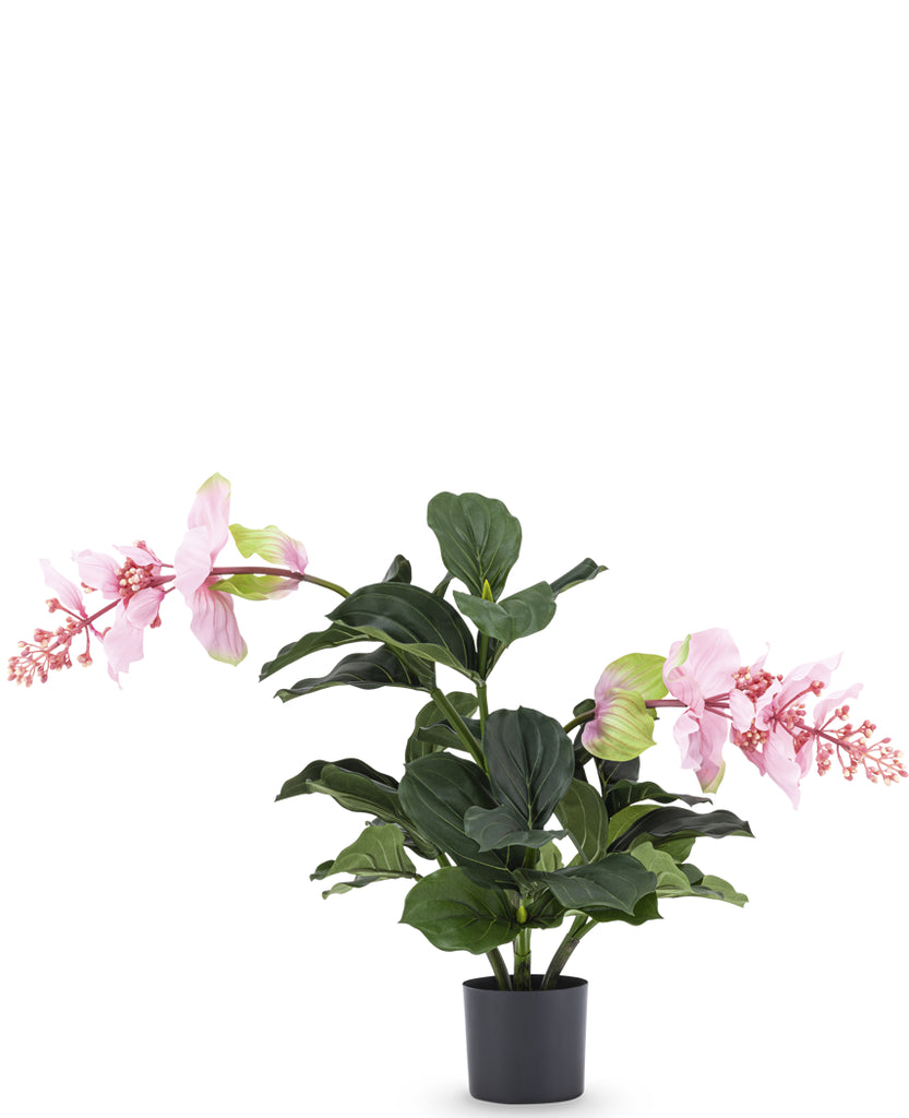 Kunstmatige Medinilla plant van 60 cm hoogte