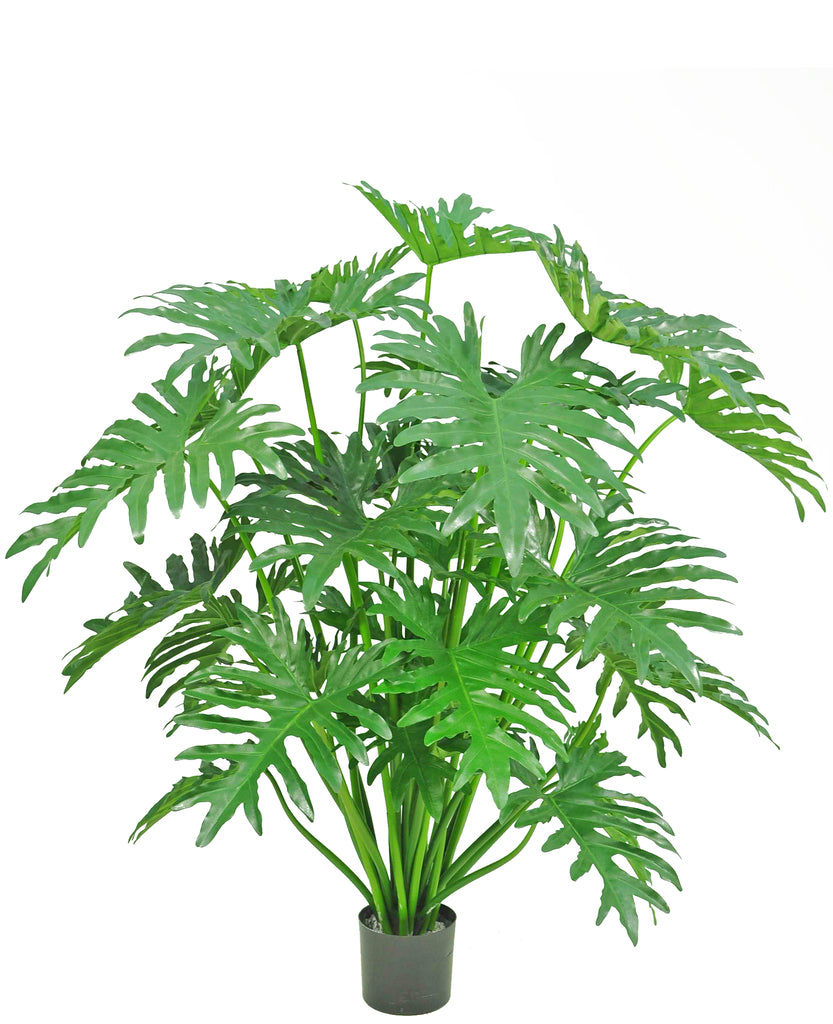 Mooie nepplant Philodendron voor thuisdecoratie