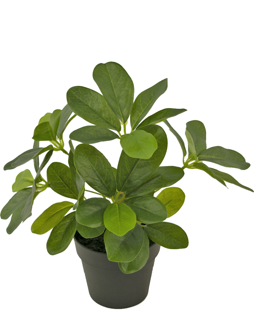 Kunstplant Schefflera decoratieve plant 25 cm