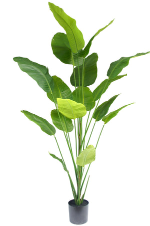 Kunstmatige Strelitzia plant met hoogte 210 cm