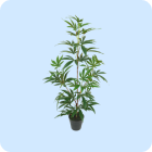 aralia-kunstplanten.png