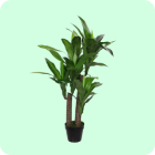 dracaena-kunstplanten.png