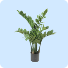 zamioculcas-kunstplanten.png