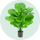 grote_kunstplanten.png
