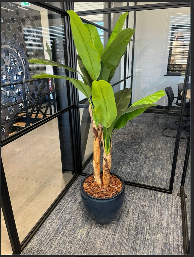 Bananenplant in vergaderruimte