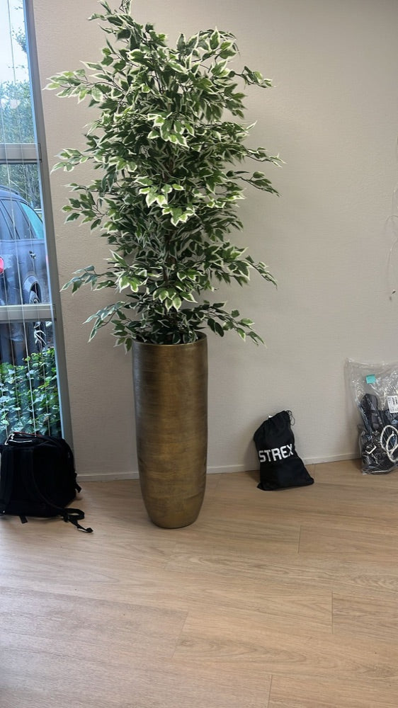 Ficus variegata in goudkleurige pot