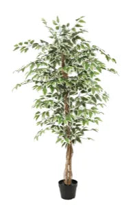 Ficus