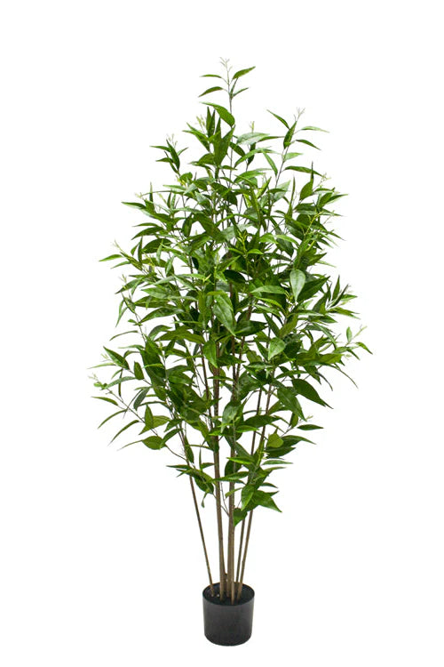 Eucalyptus