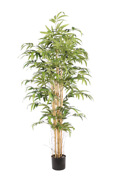 Bamboe