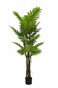 Philodendron
